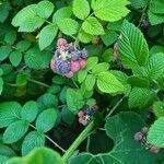 Rubus niveus fruit picture by Henrique Fontes (cc-by-sa)