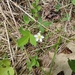 Fragaria virginiana flower picture by George S (cc-by-sa)