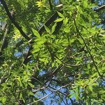 Carya cordiformis leaf picture by J.D. Miller (cc-by-sa)