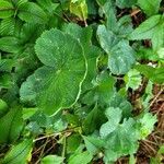 Alchemilla mollis habit picture by Alexandre Labbe (cc-by-sa)