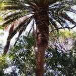 Phoenix canariensis habit picture by Dieter Albrecht (cc-by-sa)