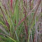 Imperata cylindrica leaf picture by Ukiah Hawkins (cc-by-sa)