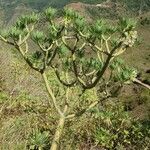 Kleinia neriifolia habit picture by Szabolcs Frater (cc-by-sa)