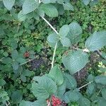 Viburnum lantana habit picture by Cédric Jankowiak (cc-by-sa)