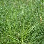 Carex otrubae habit picture by Sylvain Piry (cc-by-sa)