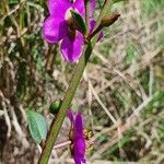 Talinum portulacifolium flower picture by susan brown (cc-by-sa)