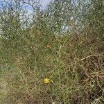 Launaea arborescens habit picture by Fernandez Angel (cc-by-sa)