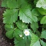 Fragaria vesca flower picture by liranet88 (cc-by-sa)