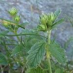 Potentilla grandiflora habit picture by Yoan MARTIN (cc-by-sa)