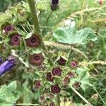 Malva sylvestris fruit picture by Bertus Vooijs (cc-by-sa)