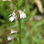 Lobelia inflata flower picture by Tasha Tchek (cc-by-sa)