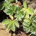 Potentilla nivalis leaf picture by Alain Bigou (cc-by-sa)