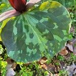 Trillium cuneatum leaf picture by Jeff Jeff (cc-by-sa)