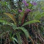 Cyrtochilum ioplocon habit picture by Gabriel OLLIVIER (cc-by-sa)