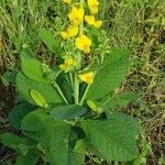 Crotalaria spectabilis habit picture by Brad Kelley (cc-by-sa)