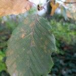 Ostrya carpinifolia leaf picture by Bernard Viala (cc-by-sa)