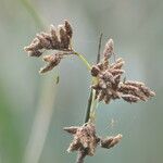 Schoenoplectus scirpoides flower picture by Maarten Vanhove (cc-by-sa)