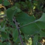 Guiera senegalensis leaf picture by Maarten Vanhove (cc-by-sa)