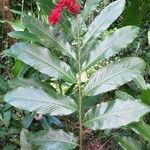 Alpinia purpurata habit picture by Daniel Barthelemy (cc-by-sa)