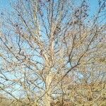 Corylus avellana habit picture by Serri Luca (cc-by-sa)