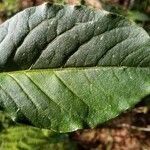 Cestrum elegans leaf picture by ian connop (cc-by-sa)