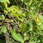 Botrychium boreale habit picture by Daniel Bäck (cc-by-sa)