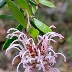 Grevillea sericea flower picture by Boris Therock (cc-by-sa)