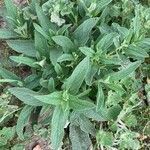 Phlomis herba-venti habit picture by Collados Ana (cc-by-sa)