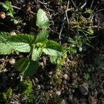 Stachys arvensis habit picture by Llandrich anna (cc-by-sa)