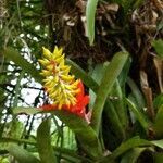 Aechmea nudicaulis flower picture by Eduardo Lopes (cc-by-sa)