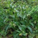 Symphytum officinale habit picture by Pierre LEON (cc-by-sa)