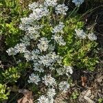 Iberis saxatilis habit picture by Denis Bastianelli (cc-by-sa)