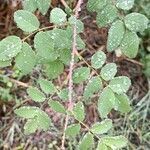 Rosa californica leaf picture by maristela diaz (cc-by-sa)