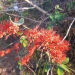 Combretum paniculatum flower picture by Steve Morris (cc-by-sa)