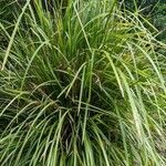 Lomandra hystrix habit picture by Skyler (cc-by-sa)