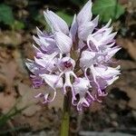 Orchis simia flower picture by Stéphanie Renard (cc-by-sa)