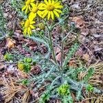 Senecio vernalis habit picture by Waldemar Zeja (cc-by-sa)