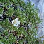 Potentilla nitida habit picture by Yoan MARTIN (cc-by-sa)