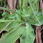 Pinguicula leptoceras leaf picture by Franco Colnago (cc-by-sa)