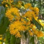 Azara serrata flower picture by Vallejos Duque Sergio (cc-by-sa)