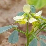 Trigonella glabra flower picture by M. Hedayat (cc-by-sa)