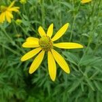 Rudbeckia laciniata flower picture by Thierry S. (cc-by-sa)