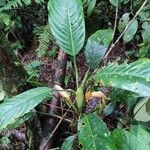 Dieffenbachia nitidipetiolata leaf picture by Nicolás Botero Henao (cc-by-sa)