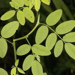 Indigofera trita leaf picture by Nelson Zamora Villalobos (cc-by-nc)