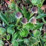 Eryngium humile habit picture by Fabien Anthelme (cc-by-sa)