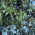 Alstonia scholaris habit picture by Daniel Barthelemy (cc-by-nc)