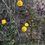 Anacyclus radiatus habit picture by Juan Carlos Viera (cc-by-sa)