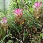 Curcuma aromatica flower picture by Neera khati (cc-by-sa)