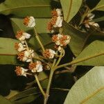 Calophyllum brasiliense flower picture by Nelson Zamora Villalobos (cc-by-nc)