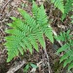 Dryopteris aemula leaf picture by Richard Woodhead (cc-by-sa)